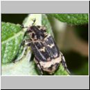 Valgus hemipterus - Stolperkaefer 01b.jpg